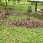 Leaves: the key source for timely soil production