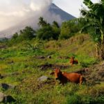 cone-shaped Mayon Volcano